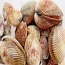 Sò dương sống loại 1